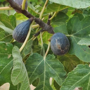 Dwarf Beer's Black Fig Tree Live Plant - Compact Ficus carica for Containers - Image 6