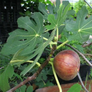 Dwarf Beer's Black Fig Tree Live Plant – Ficus carica 'Beer's Black' Starter Plug - Image 1