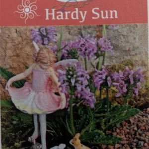 Dwarf Betony Live Plant - Stachys minima - 2.5 inch Pot - Terrarium, Fairy Garden - Image 2