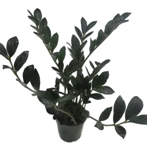 Dwarf Black ZZ Plant - Zamioculcas Zamicro - 4 inch Pot Live Houseplant - Image 2