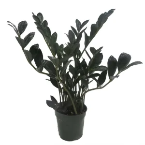 Dwarf Black ZZ Plant - Zamioculcas Zamicro - 4 inch Pot Live Houseplant - Image 1