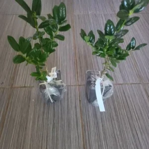 Dwarf Burford Holly Live Plant – Evergreen Shrub – 6-12