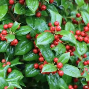 Dwarf Burford Holly Live Plant – Evergreen Shrub – 6-12" Tall – 1 Quart Pot - Image 2