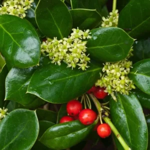 Dwarf Burford Holly Live Plant – Evergreen Shrub – 6-12