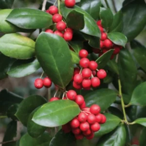 Dwarf Burford Holly Live Plant – Evergreen Shrub – 6-12" Tall – 1 Quart Pot - Image 1
