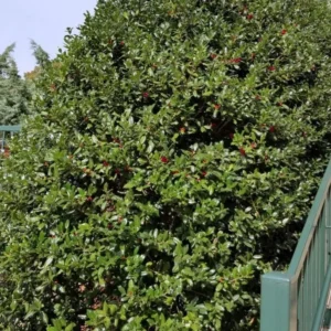 Dwarf Burford Holly Live Plant – Evergreen Shrub – 6-12