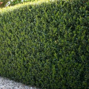 Dwarf Burford Holly Live Plant – Evergreen Shrub – 6-12