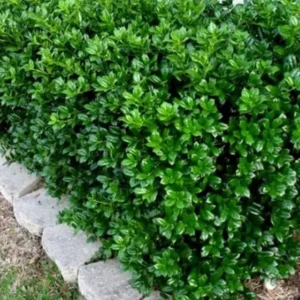 Dwarf Burford Holly Live Plant – Evergreen Shrub – 6-12