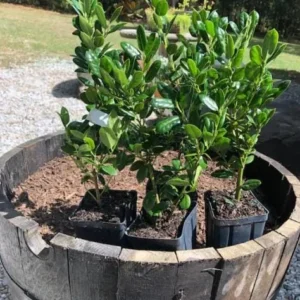 Dwarf Burford Holly Live Plant – Evergreen Shrub – 6-12