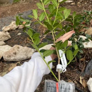 Dwarf Burford Holly Live Plant – Evergreen Shrub – 6-12