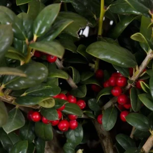 Dwarf Burford Holly Live Plant – Evergreen Shrub, Red Berries – 4-inch Pot - Image 2