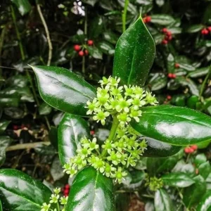 Dwarf Burford Holly Live Plant – Evergreen Shrub, Red Berries – 4-inch Pot - Image 3