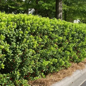 Dwarf Burford Holly Live Plant – Evergreen Shrub, Red Berries – 4-inch Pot - Image 8