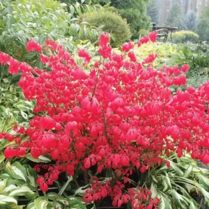 Dwarf Burning Bush Bare Root Plant – Euonymus alatus 'Compactus' – 6-12 inches Tall – Outdoor Shrub - Image 2