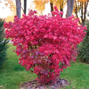 Dwarf Burning Bush Bare Root Plant – Euonymus alatus 'Compactus' – 6-12 inches Tall – Outdoor Shrub - Image 4