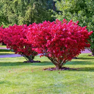 Dwarf Burning Bush Bare Root Plant – Euonymus alatus 'Compactus' – 6-12 inches Tall – Outdoor Shrub - Image 5