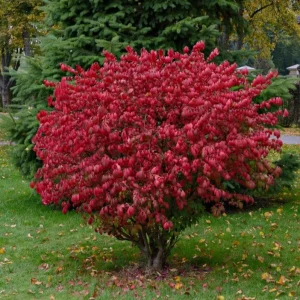 Dwarf Burning Bush Bare Root Plant – Euonymus alatus 'Compactus' – 6-12 inches Tall – Outdoor Shrub - Image 1