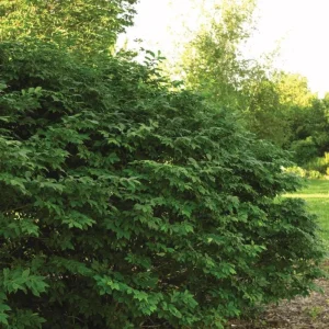 Dwarf Burning Bush Bare Root Plant – Euonymus alatus 'Compactus' – 6-12 inches Tall – Outdoor Shrub - Image 7