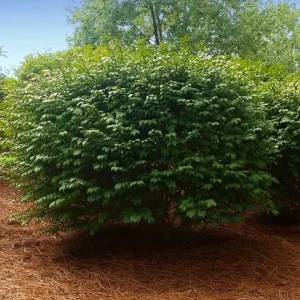 Dwarf Burning Bush Live Plant – 8-14