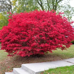 Dwarf Burning Bush Live Plant – 8-14" Tall, 4-Inch Pot – Outdoor Shrub - Image 1