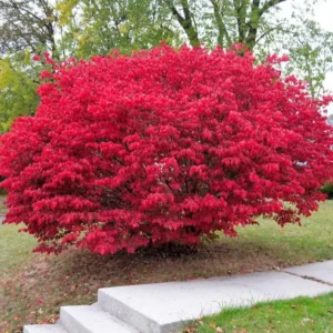 Dwarf Burning Bush Live Plant - Euonymus alatus - 10-14" Tall, 4in Pot - Compact Shrub for Fall Color - Image 1