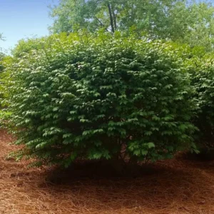 Dwarf Burning Bush Live Plant - Euonymus alatus - 10-14