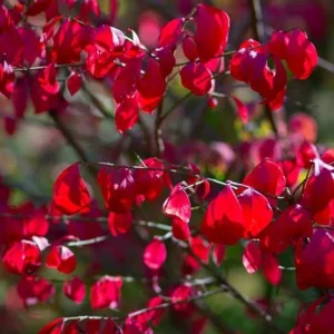 Dwarf Burning Bush Live Plant – Euonymus alatus ‘Compactus’ – 6-12" Tall - Image 2