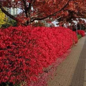 Dwarf Burning Bush Live Plant – Euonymus alatus ‘Compactus’ – 6-12