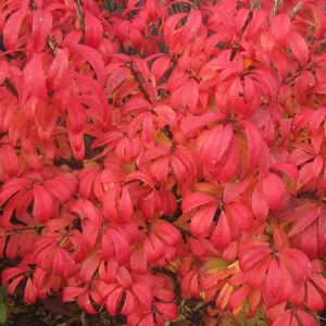 Dwarf Burning Bush Live Plant – Euonymus alatus ‘Compactus’ – 6-12