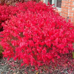 Dwarf Burning Bush Live Plant – Euonymus alatus ‘Compactus’ – 6-12