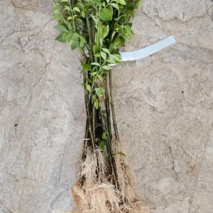 Dwarf Burning Bush Live Plant – Euonymus alatus ‘Compactus’ – 6-12