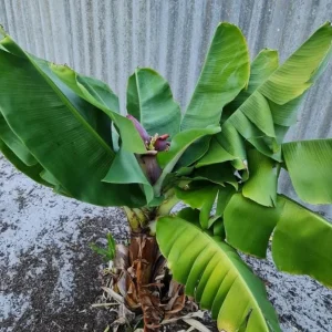 Dwarf Cavendish Banana Live Plant, Set of 2, 4-6