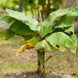 Dwarf Cavendish Banana Live Plant, Set of 2, 4-6