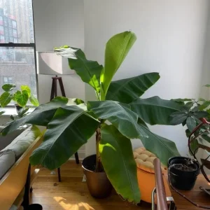 Dwarf Cavendish Banana Live Plant, Set of 2, 4-6