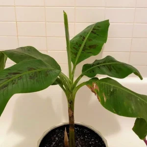 Dwarf Cavendish Banana Live Plant, Set of 2, 4-6
