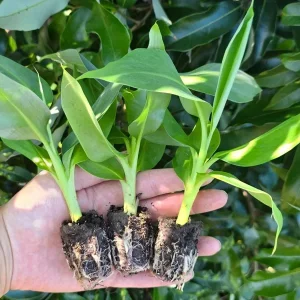 Dwarf Cavendish Banana Live Plant, Set of 2, 4-6