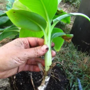 Dwarf Cavendish Banana Live Plant, Set of 2, 4-6