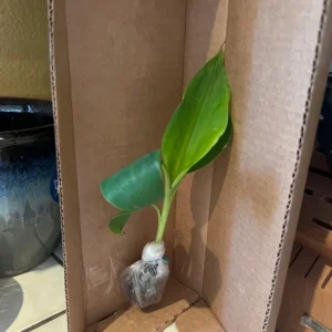 Dwarf Cavendish Banana Live Plant, Set of 2, 4-6