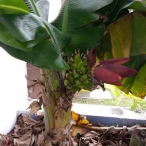 Dwarf Cavendish Banana Live Plant – Tropical Fruit Tree – 4-10" Tall Starter - Image 2
