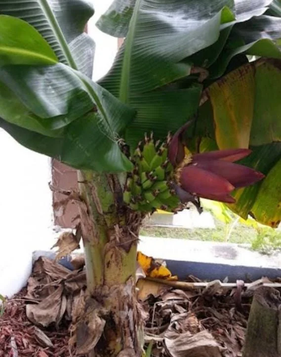 Dwarf Cavendish Banana Live Plant – Tropical Fruit Tree – 4-10" Tall Starter - Image 2