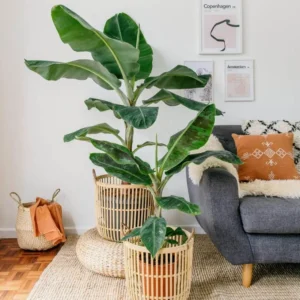 Dwarf Cavendish Banana Live Plant – Tropical Fruit Tree – 4-10