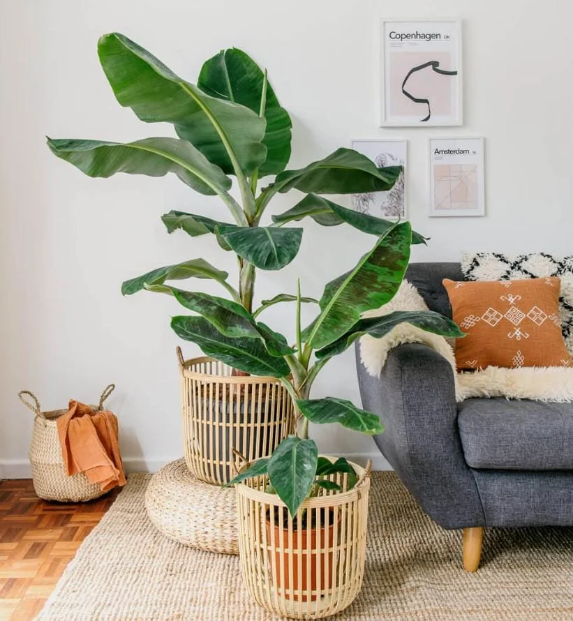 Dwarf Cavendish Banana Live Plant – Tropical Fruit Tree – 4-10" Tall Starter - Image 3