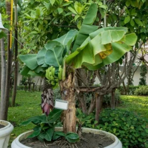 Dwarf Cavendish Banana Live Plant – Tropical Fruit Tree – 4-10" Tall Starter - Image 1
