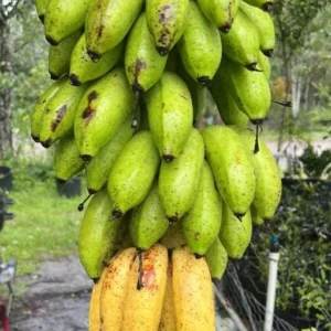 Dwarf Cavendish Banana Live Plant – Tropical Fruit Tree – 4-10