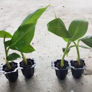 Dwarf Cavendish Banana Live Plant – Tropical Fruit Tree – 4-10