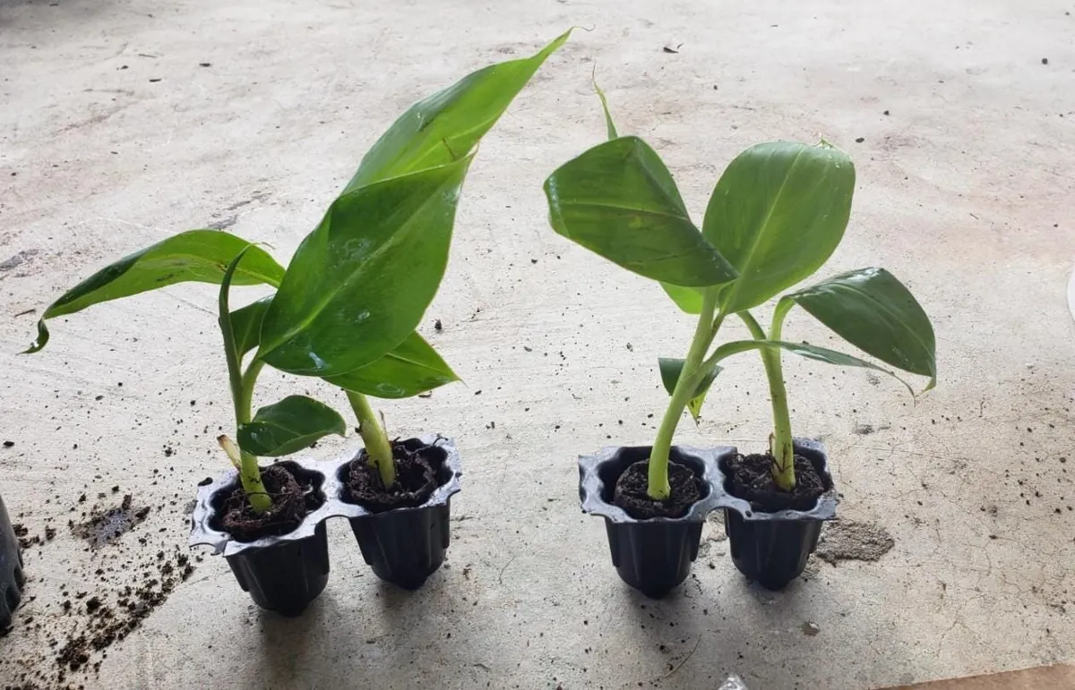 Dwarf Cavendish Banana Live Plant – Tropical Fruit Tree – 4-10" Tall Starter - Image 6