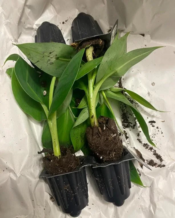 Dwarf Cavendish Banana Live Plant – Tropical Fruit Tree – 4-10" Tall Starter - Image 7