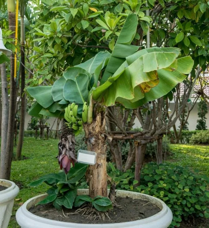 Dwarf Cavendish Banana Live Plant – Tropical Fruit Tree – 4-10" Tall Starter - Image 1