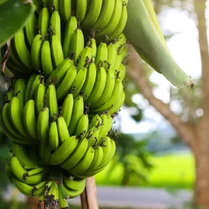 Dwarf Cavendish Banana Plant Live Starter - 4-6 inch Tropical Houseplant - Image 3