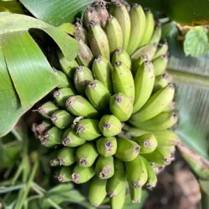 Dwarf Cavendish Banana Plant Live Starter - 4-6 inch Tropical Houseplant - Image 4